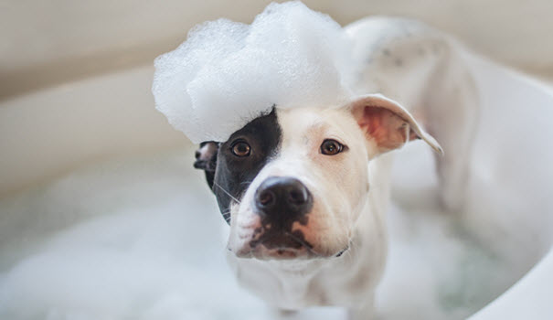 in-home dog grooming, marshfield, ma