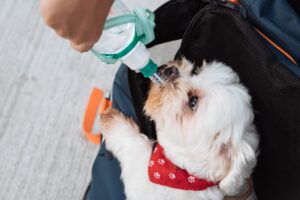 Signs of Dehydration in Dogs and Cats