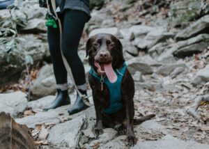 Hiking with Your Dog