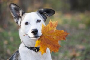 Top Hazards Dog Owners Should be Aware of This Fall 