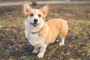 The Pembroke Welsh Corgi