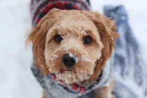 How Will I Know if my Dog is Too Cold? Signs of Hypothermia in Dogs