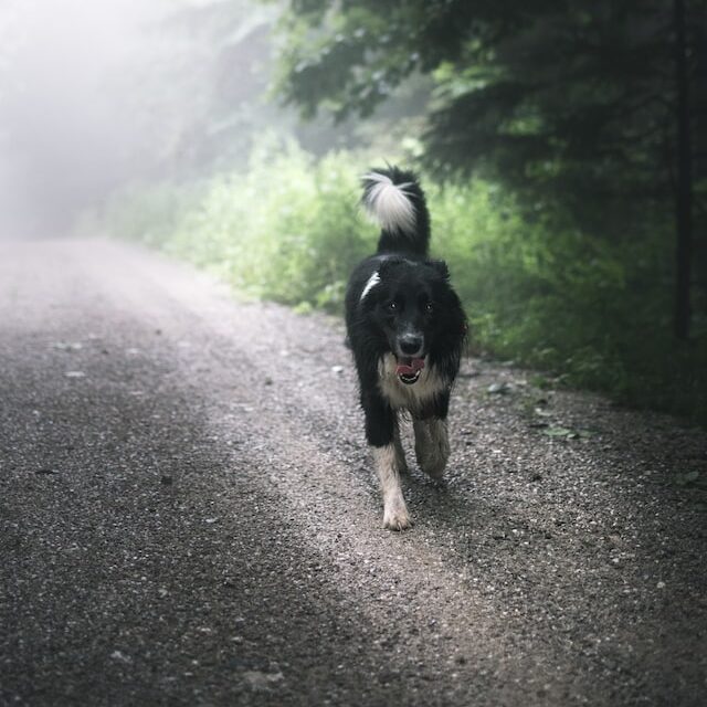 Trail Hikes