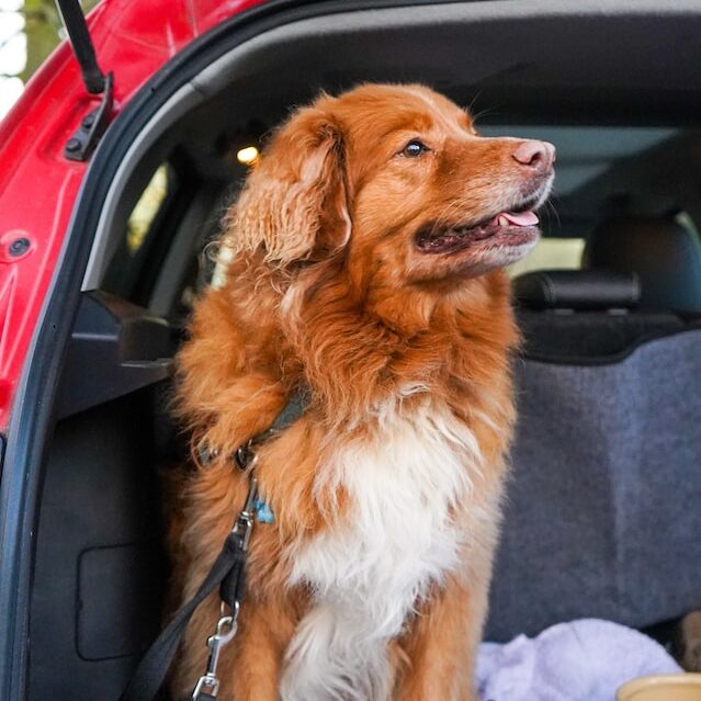 Dog Taxi